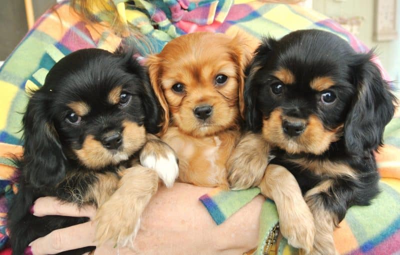 otras denominaciones para la raza cavalier king charles spaniel