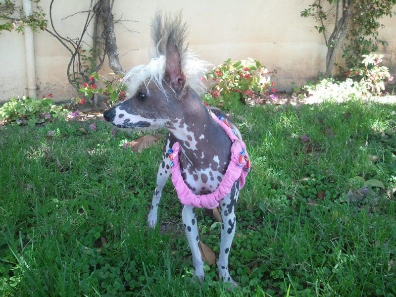 otros nombres del perro crestado chino