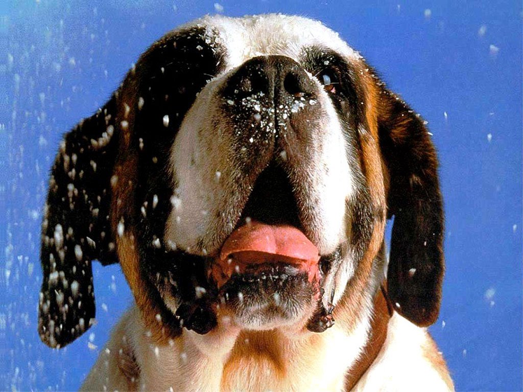 otros nombres de la raza san bernardo