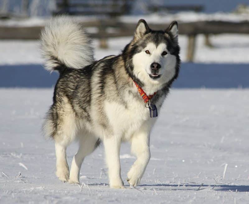 otros nombres del Alaskan Malamute