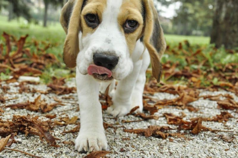 otros nombres del perro Beagle