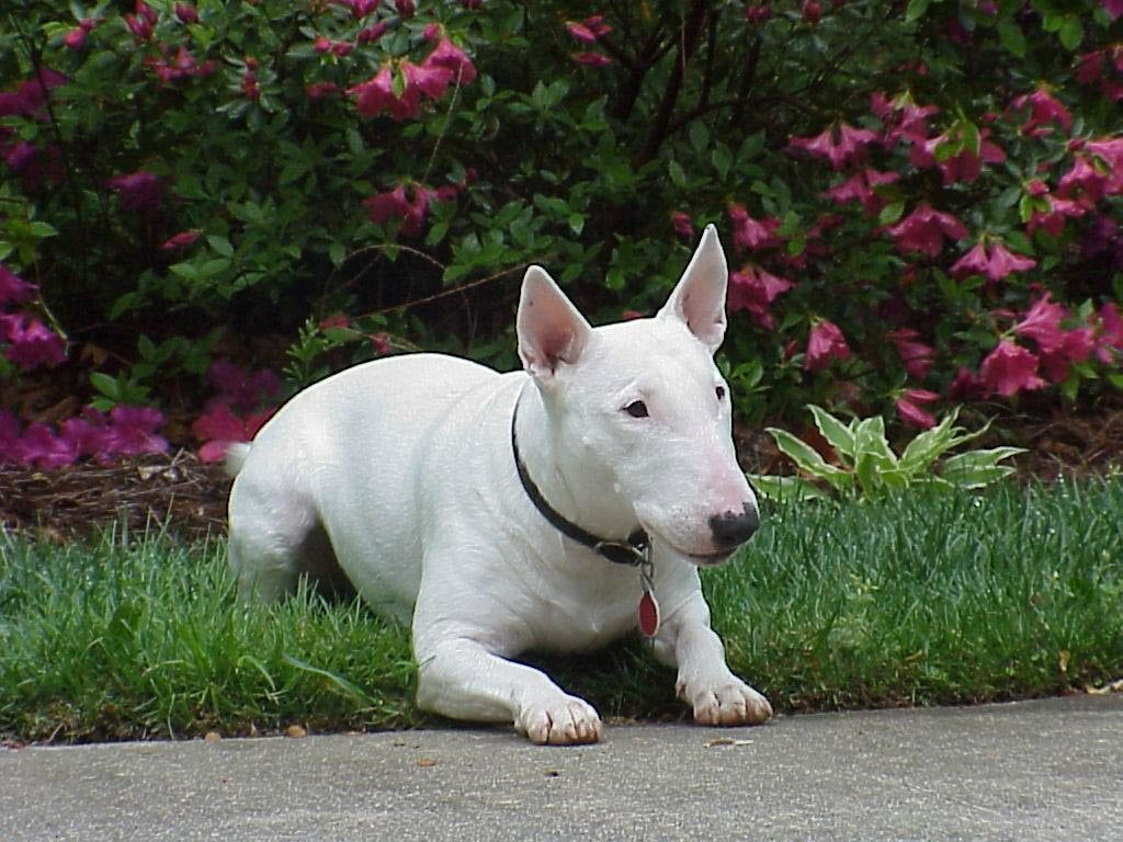 otros nombres del bull terrier