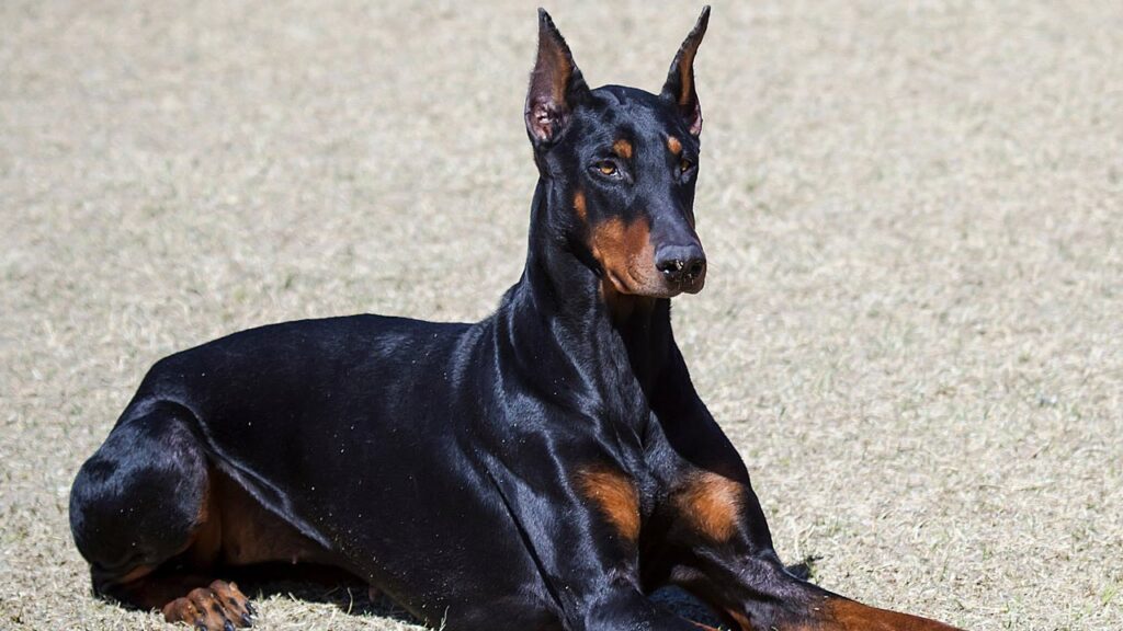 otros nombres del dobermann