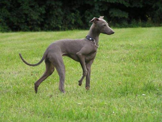 otros nombres del galgo italiano