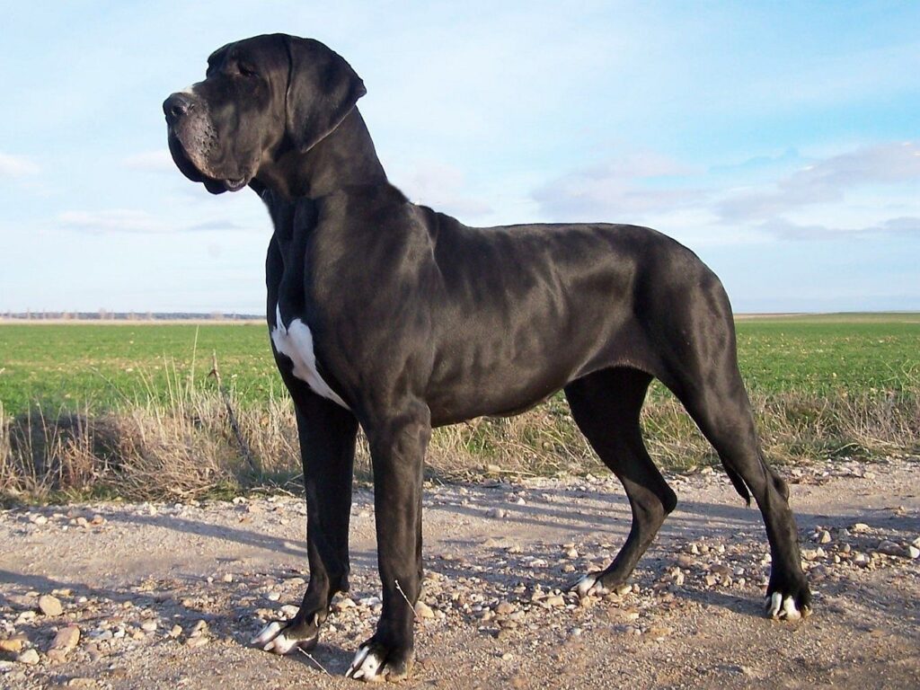 otros nombres del gran danés