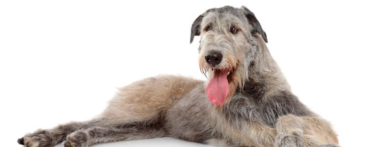 otros nombres del lobero irlandes