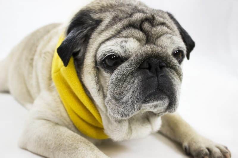 otros nombres del pug