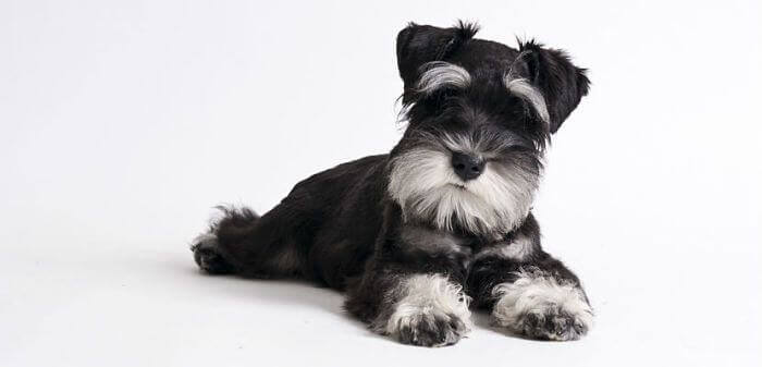 otros nombres del schnauzer miniatura