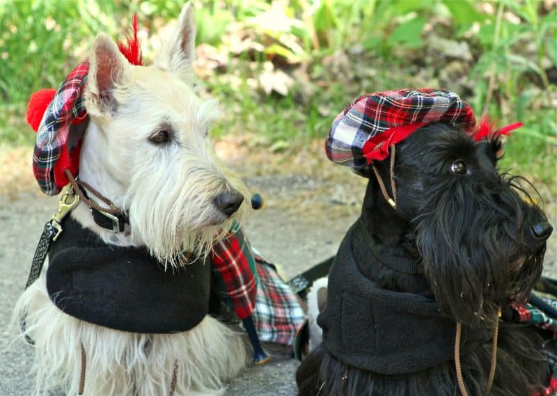 otros nombres del scottish terrier