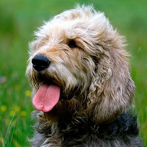 otterhound contemplando la inmensidad