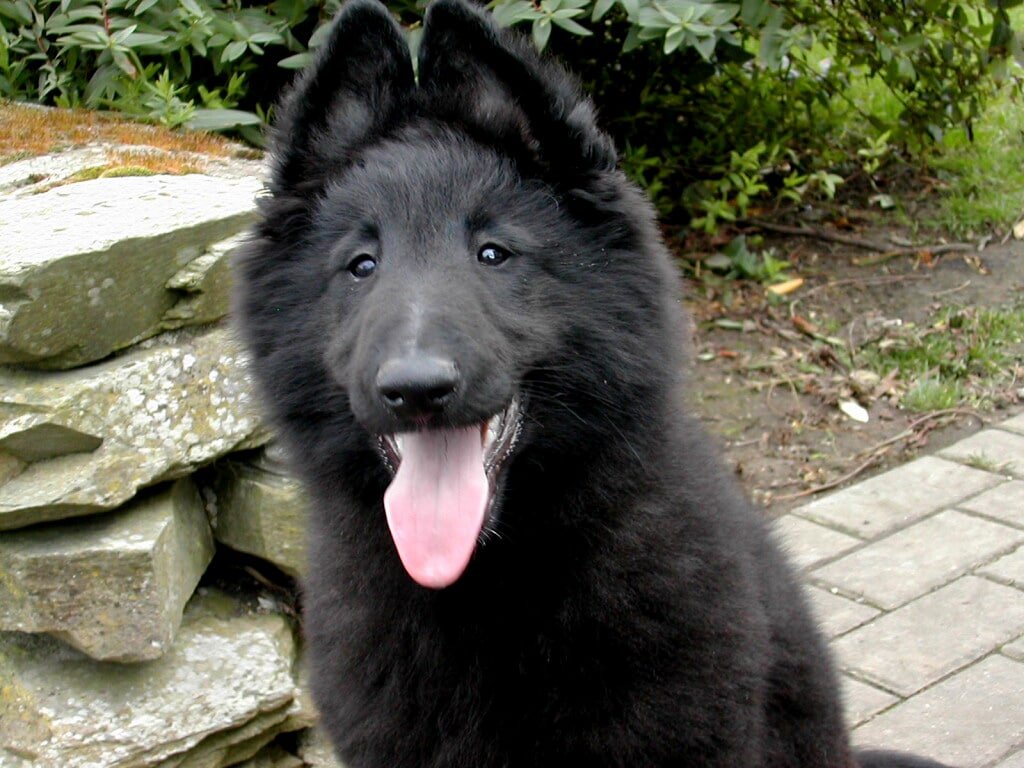 pastor belga groenendael 1