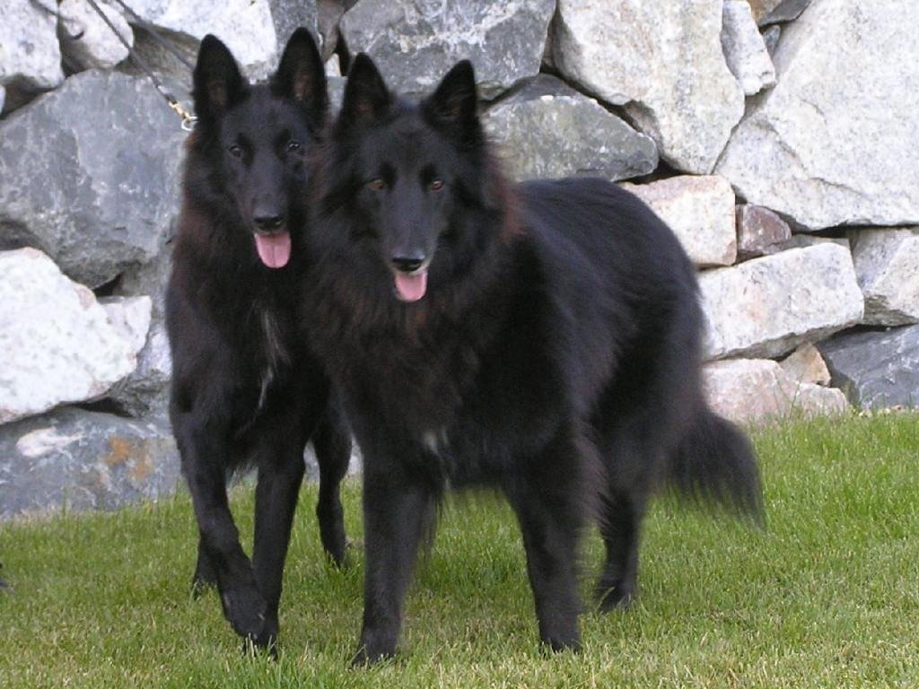 pastor belga groenendael 2