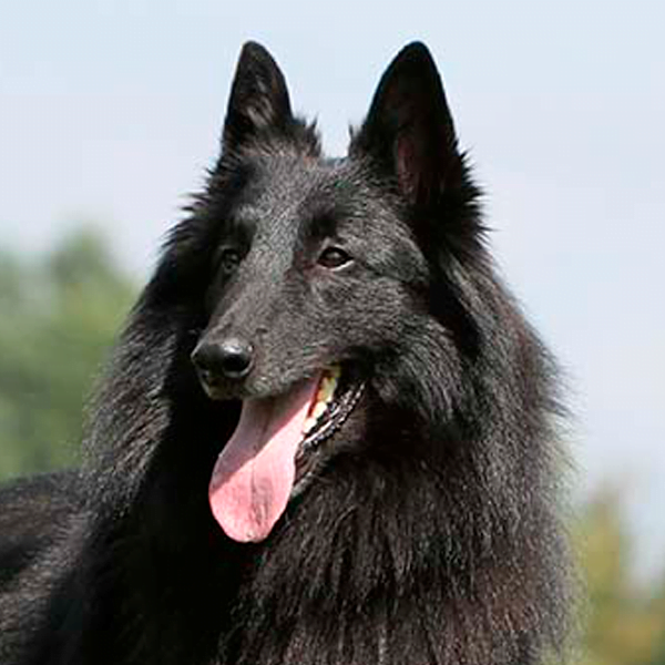 pastor belga groenendael raza perro
