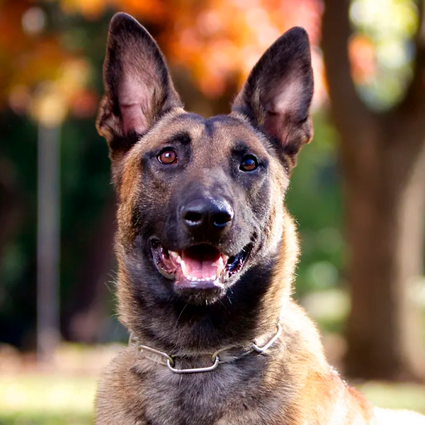 pastor belga malinois raza perro