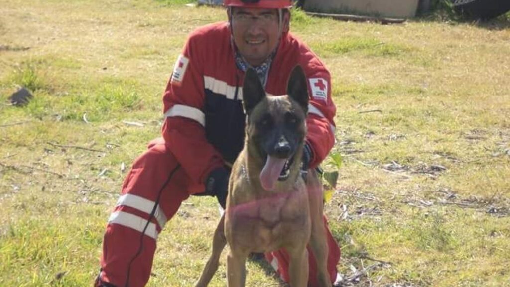 pastor belga mallinois 3