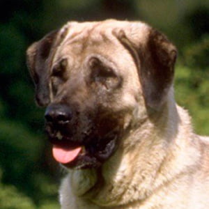 pastor de anatolia contemplando la inmensidad