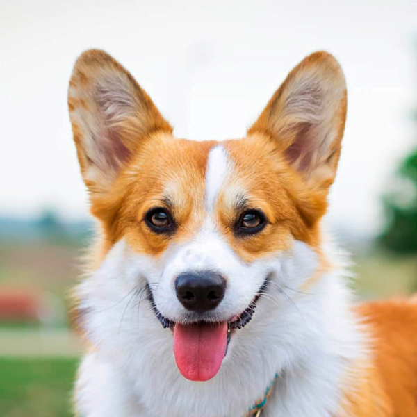 pembroke welsh corgi raza perro