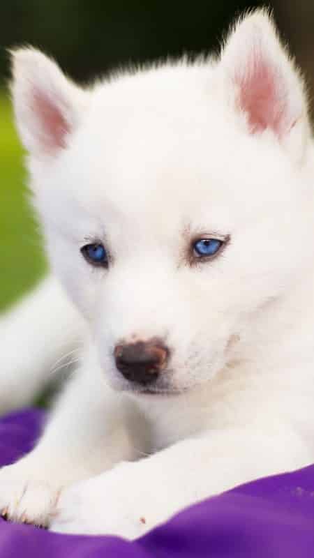 pequeño cachorro blanco Husky Siberiano