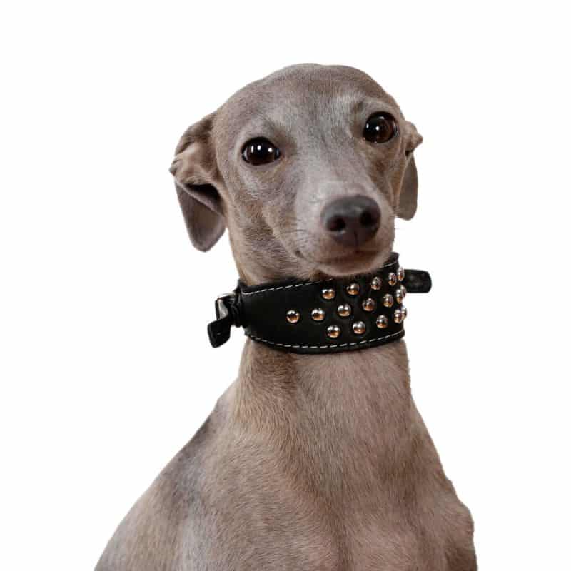 pequeño galgo italiano con un collar para perros bien mono