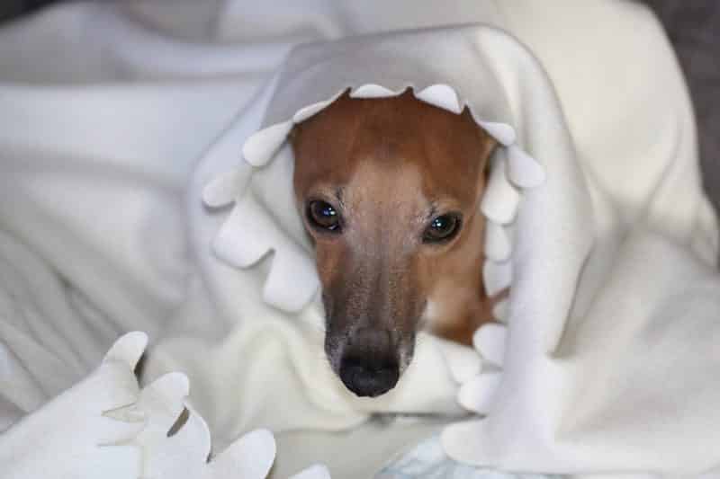 pequeño galgo italiano cubierto por una manta blanca
