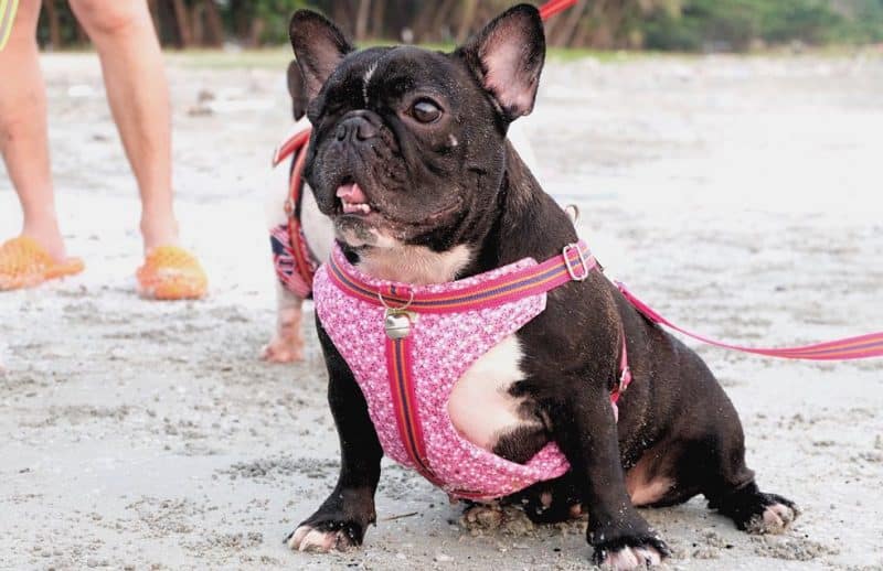 Periodo de gestación de un Bulldog francés