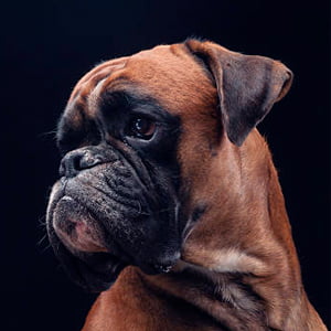 perro boxer aleman contemplando la inmensidad
