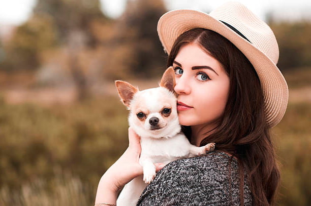 perro chihuahua junto a bella chica