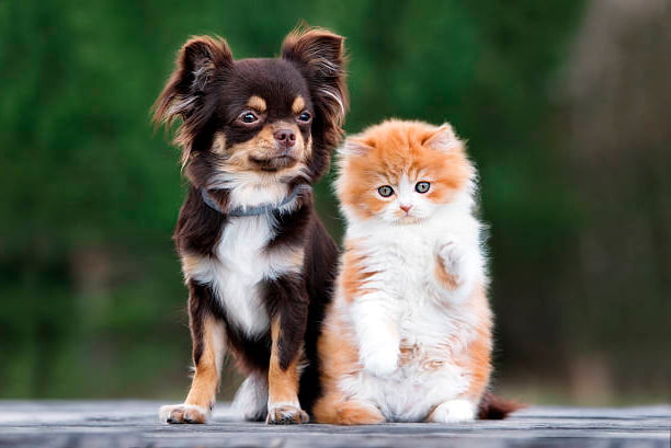 perro chihuahua junto a un gato