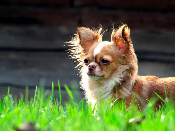 perro chihuahua observando la inmensidad sobre el césped