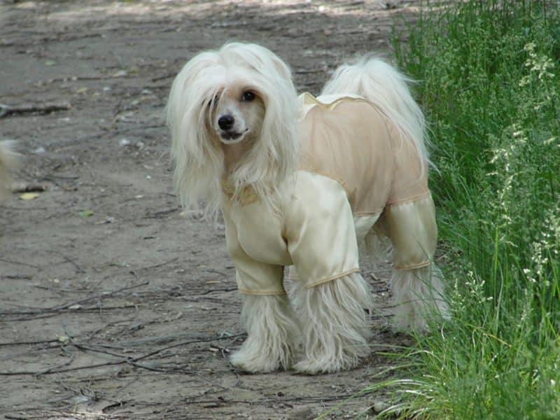 perro crestado chino blanco modelando ropa para perros