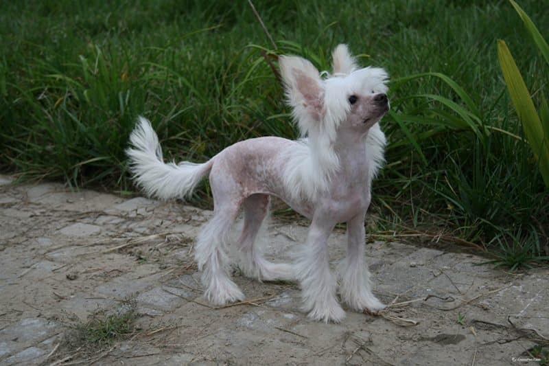 perro crestado chino en un jardin