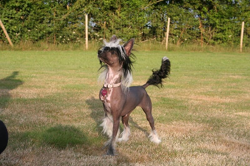 perro crestado chino jugando con su amo