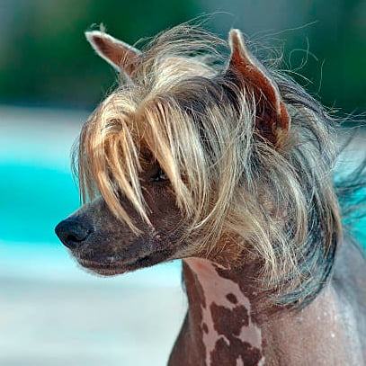 perro crestado chino observando la inmensidad