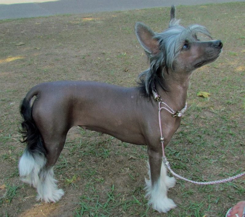 perro crestado chino sin pelo parado