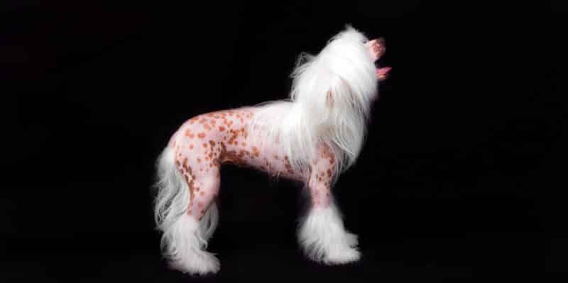 perro crestado chino sobre fondo negro