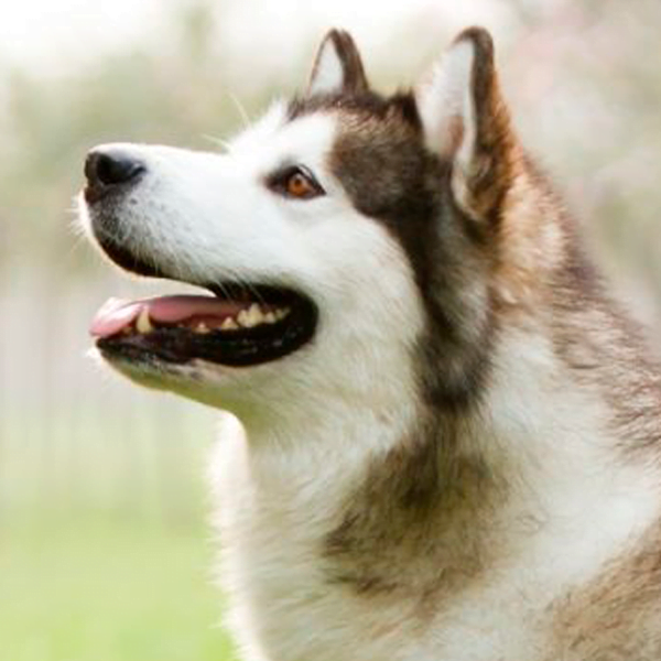 perro esquimal canadiense raza perro