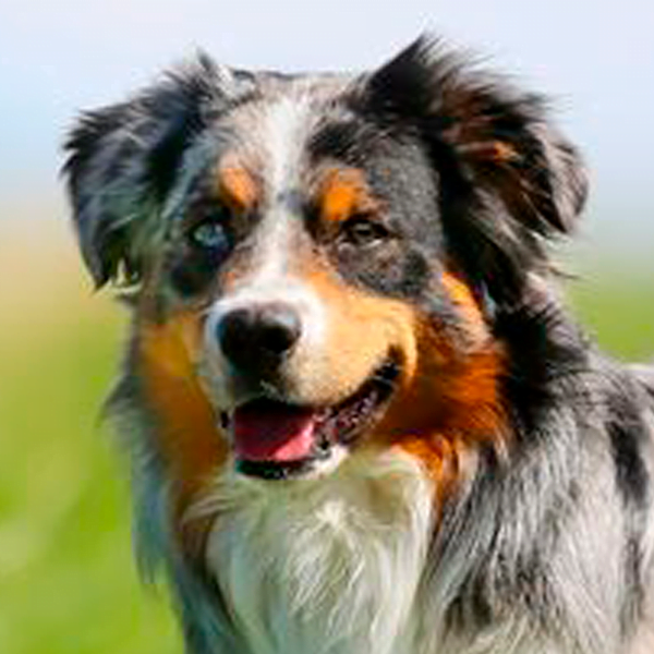 perro pastor ovejero australiano raza perro