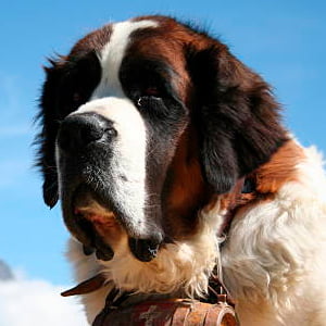 perro san bernardo contemplando la inmensidad
