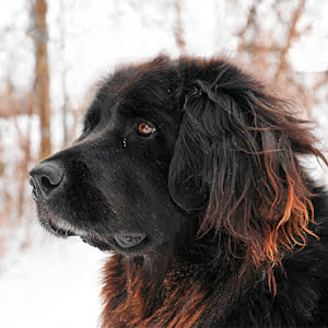 perro terranova contemplando la inmensidad