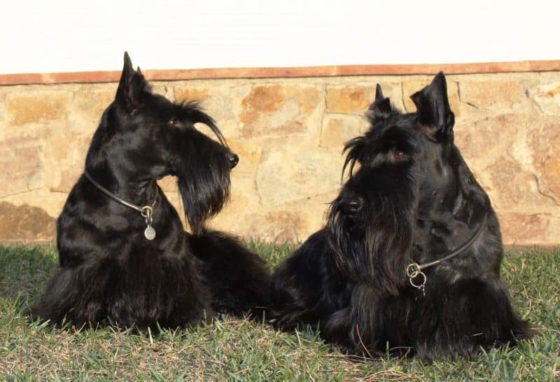 perro terrier escoces