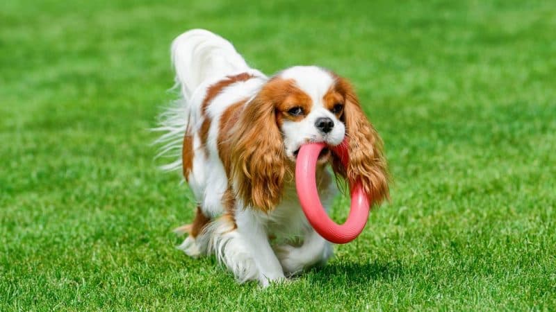 personalidad y gustos de la raza cavalier king charles spaniel