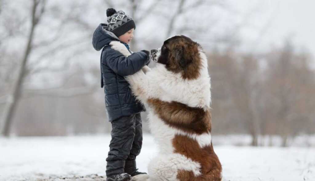 peso y estatura del san bernardo