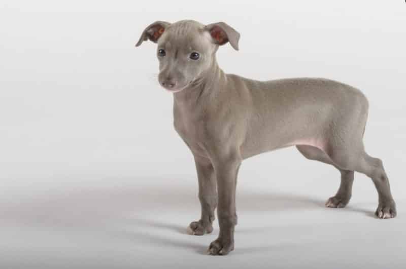 piccolo lebrel italiano posando sobre fondo blanco