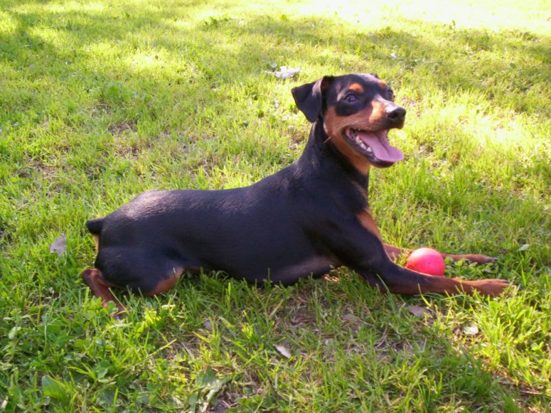pinscher miniatura jugando con pelota