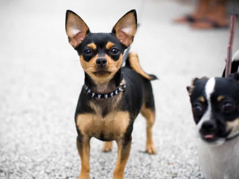 pinscher miniatura paseando junto a un terrier