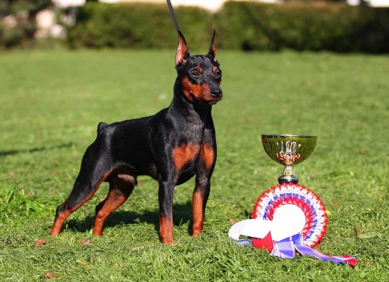 pinscher miniatura trofeo