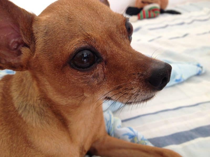 pinscher miniatura unicolor sobre la cama