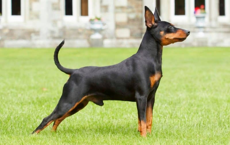 pinscher miniatura vista lateral