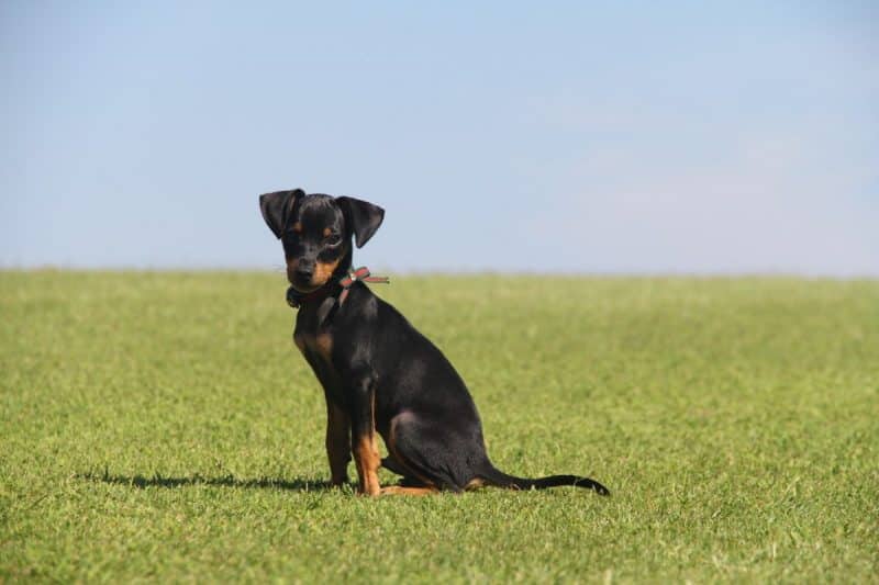 pinscher miniatura vista lateral sobre cesped