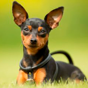 pinscher miniatura